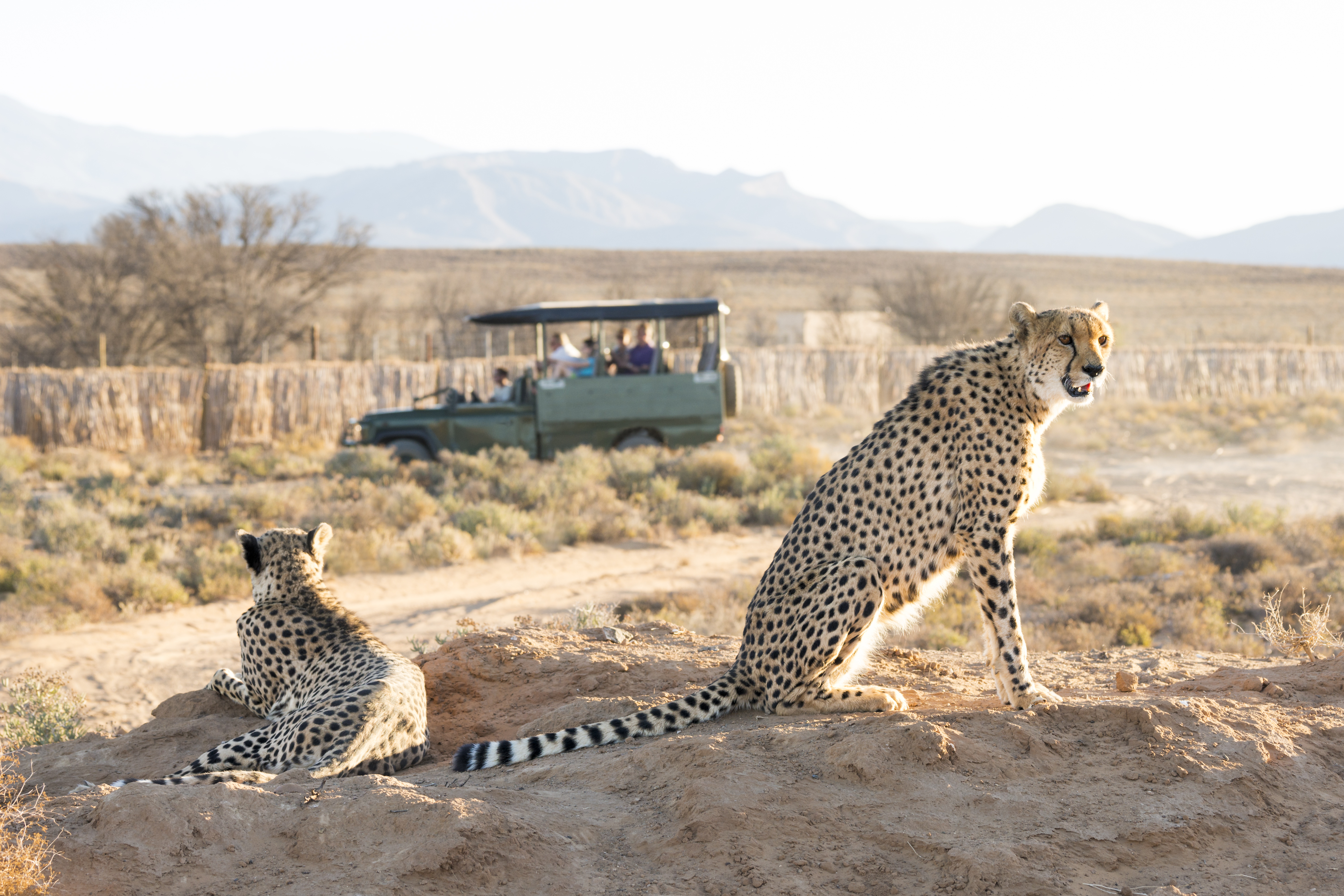 Safari jeep vehicle filled with guide and tourists in background watching two cheetahs (Acinonyx jubatus) in the Karoo desert, Western Cape, South Africa