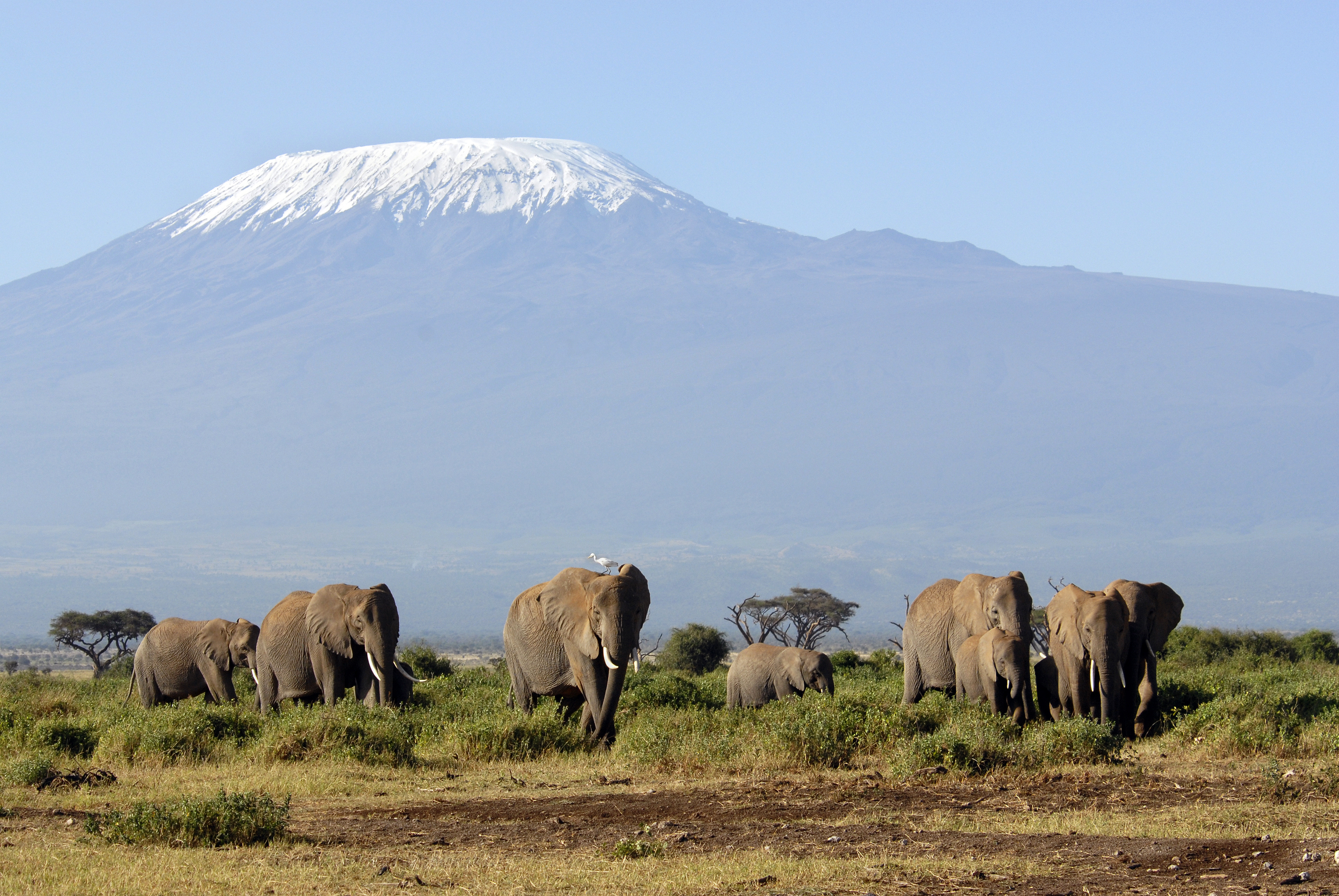 A herd of African Elephants with the backdrop of Mount Kilimanjaro - Kenya and Tanzanian border