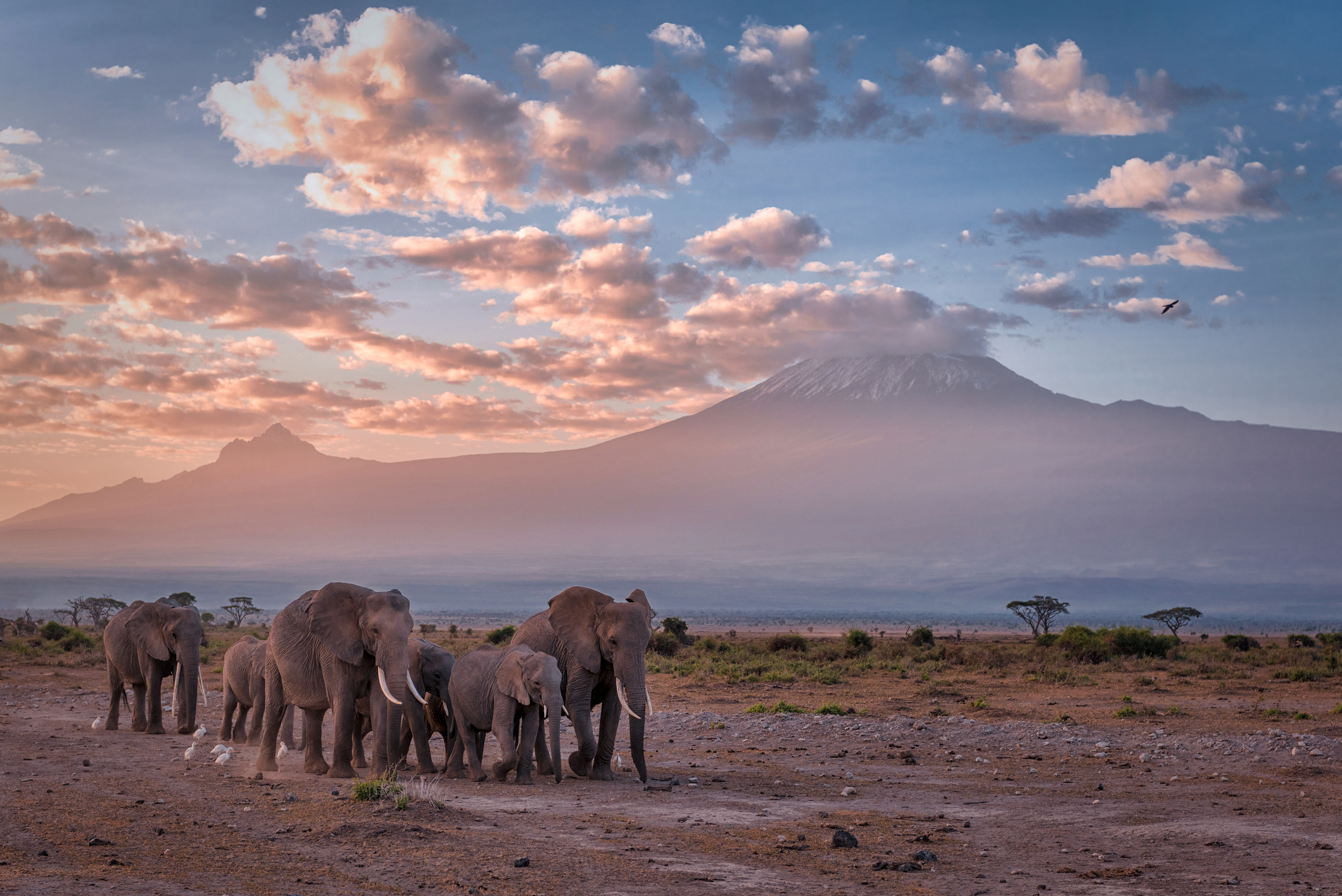 Elephants in a line at sunrise in front of Mt. Kilimanjaro, Amboseli National Park, Kenya, East Africa