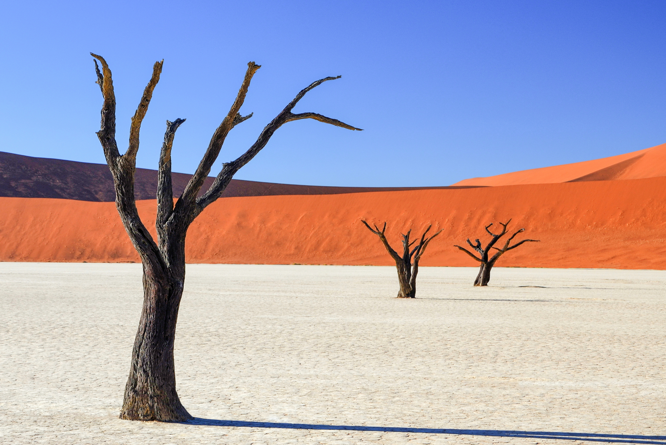 Petrified Forest, Deadvlei, Namibia, Africa