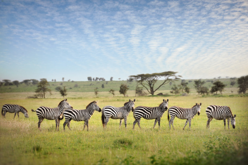 A line of seven Zebras in Tanzania enjoying the grass of the plains under a blue sky