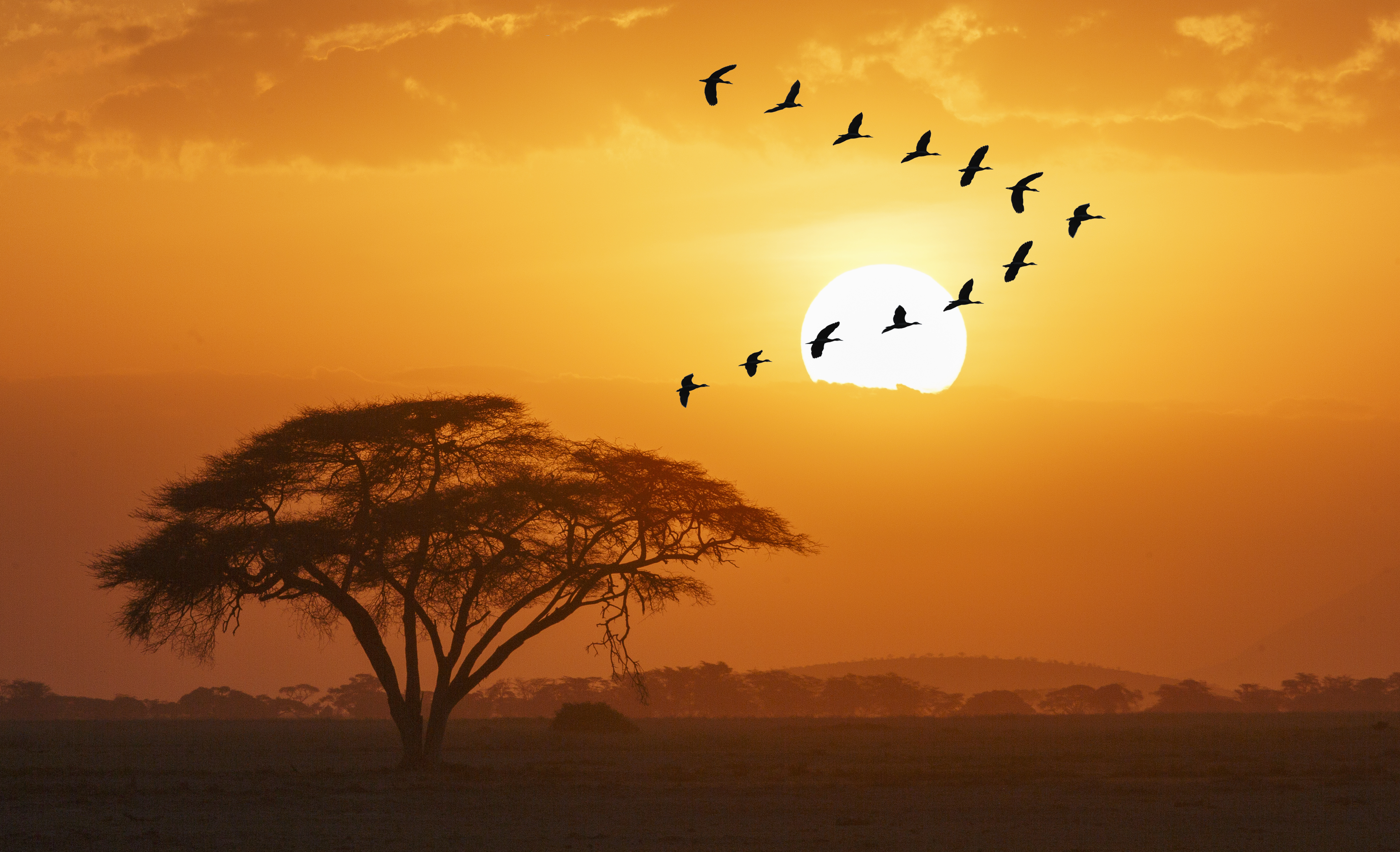 A group of Egyptian Gooses (Alopochen aegyptiacus) flying agains sun disk in a spectacular sunset over Amboseli National Park, Kenya.