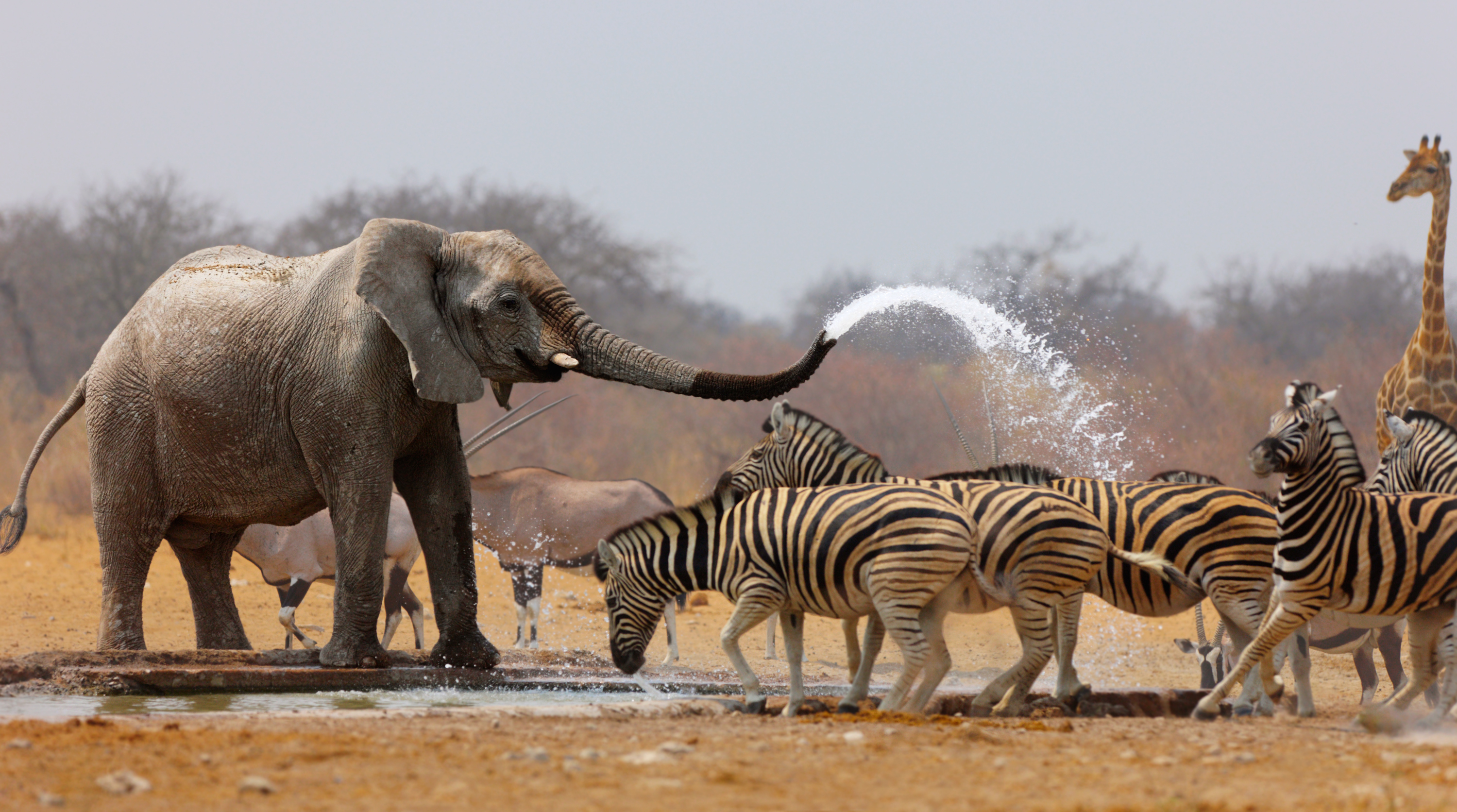 Elephant spraying zebras with water to keep them away from waterhole